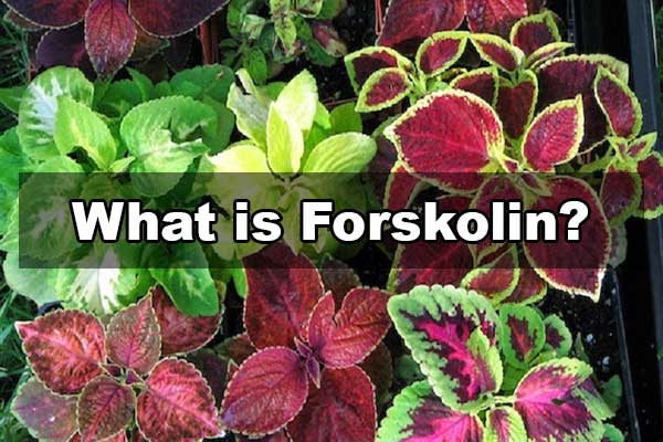 top rated obesity fat burning forskolin 